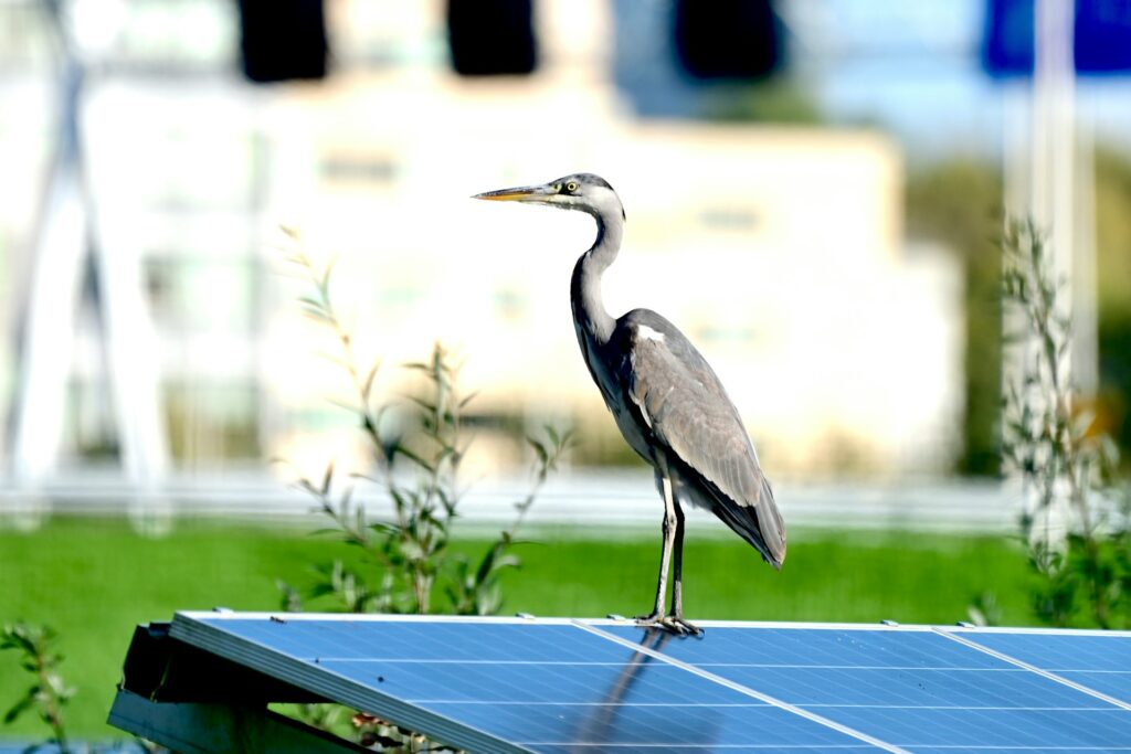 Guide to Solar Panels: solar panels can coexist seamlessly with nature