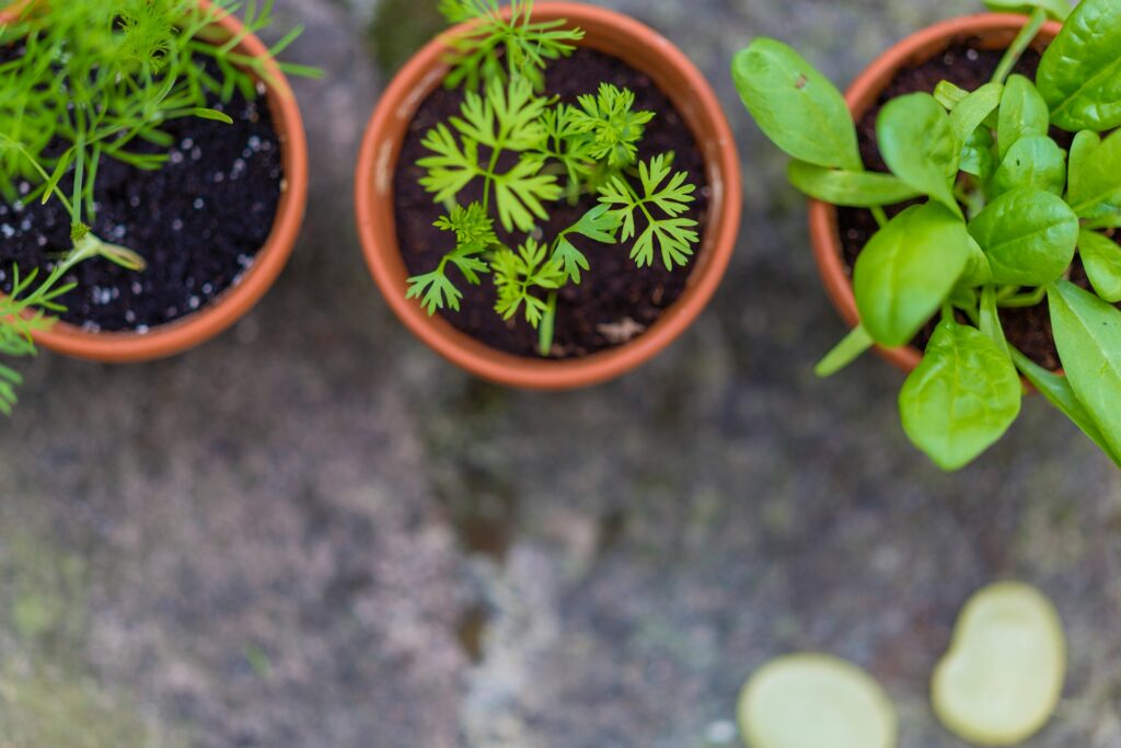 solar power fans for greenhouse: growing plants