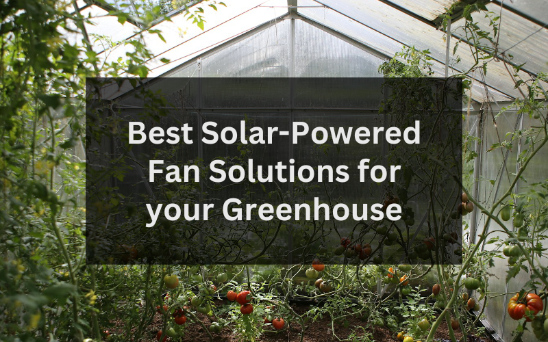 Read more about the article Solar Power Fans for Greenhouse: The Best Options (2024)